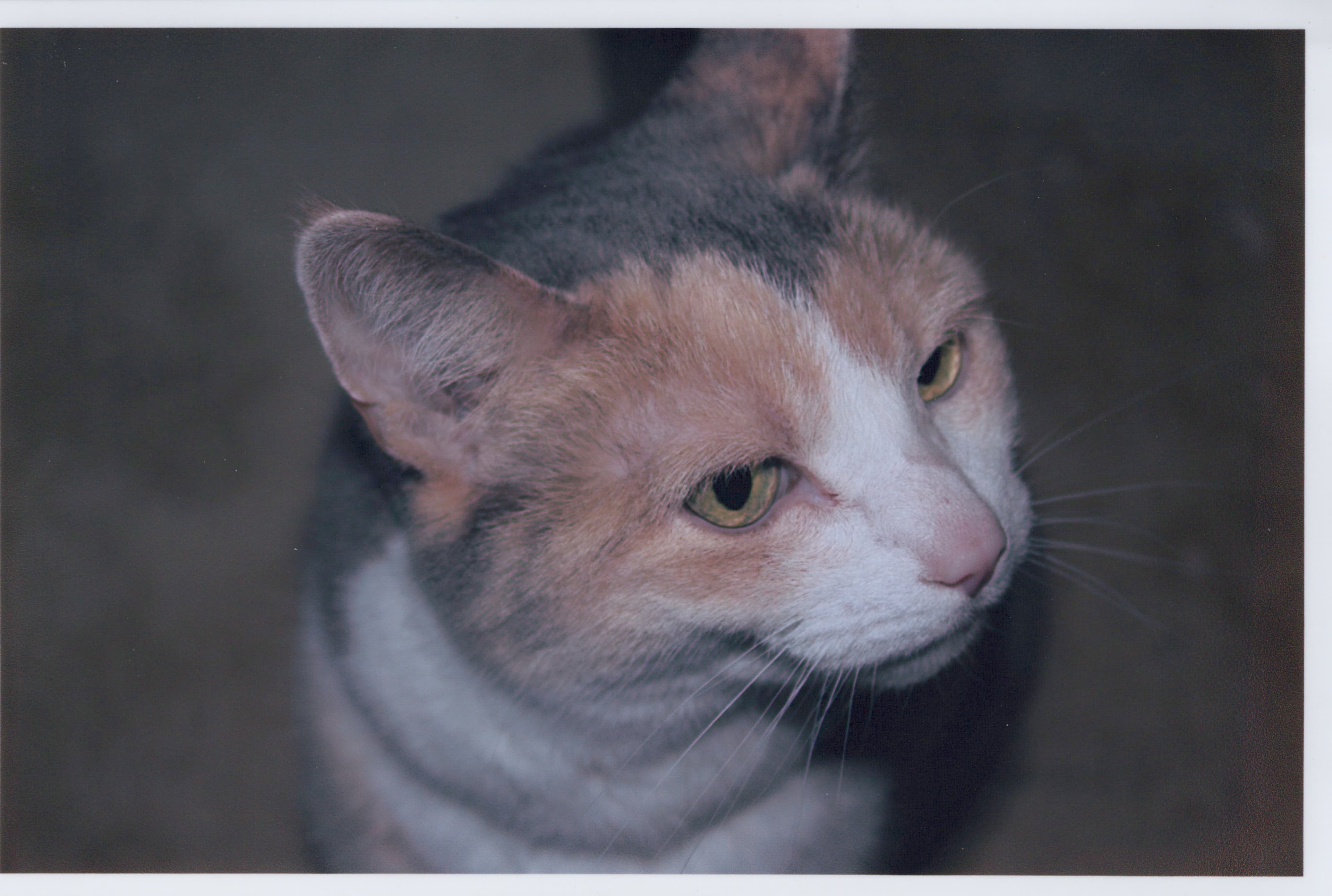 Cat portrait — original