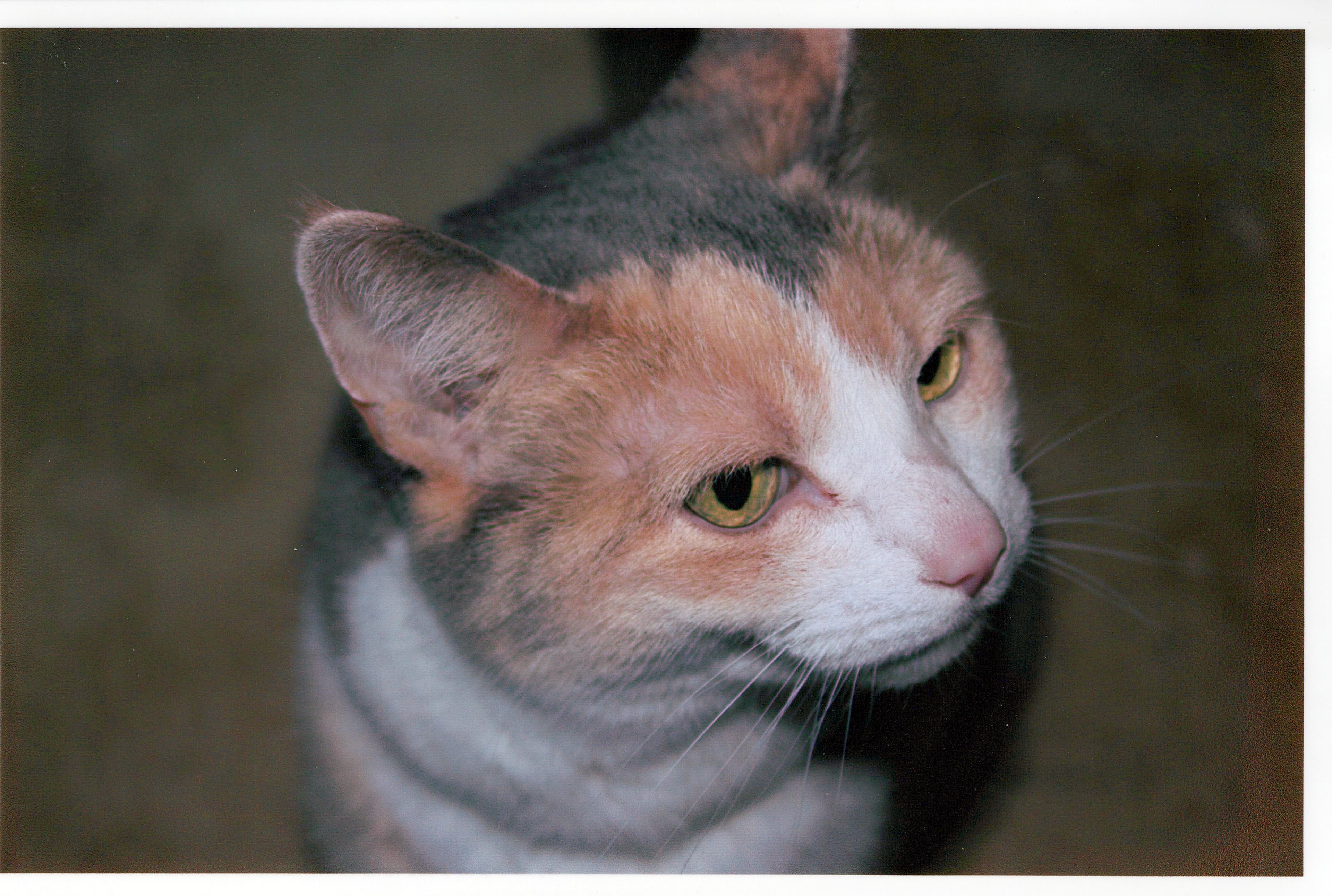 Cat portrait — enhanced